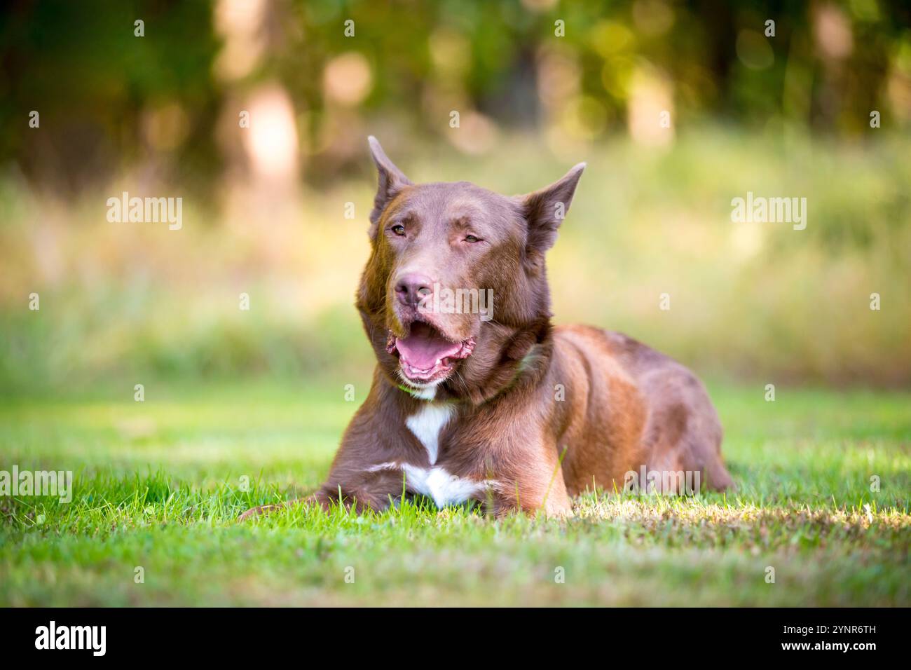 Ein Mischhund, der im Gras liegt und ein lustiges Gähnen macht Stockfoto