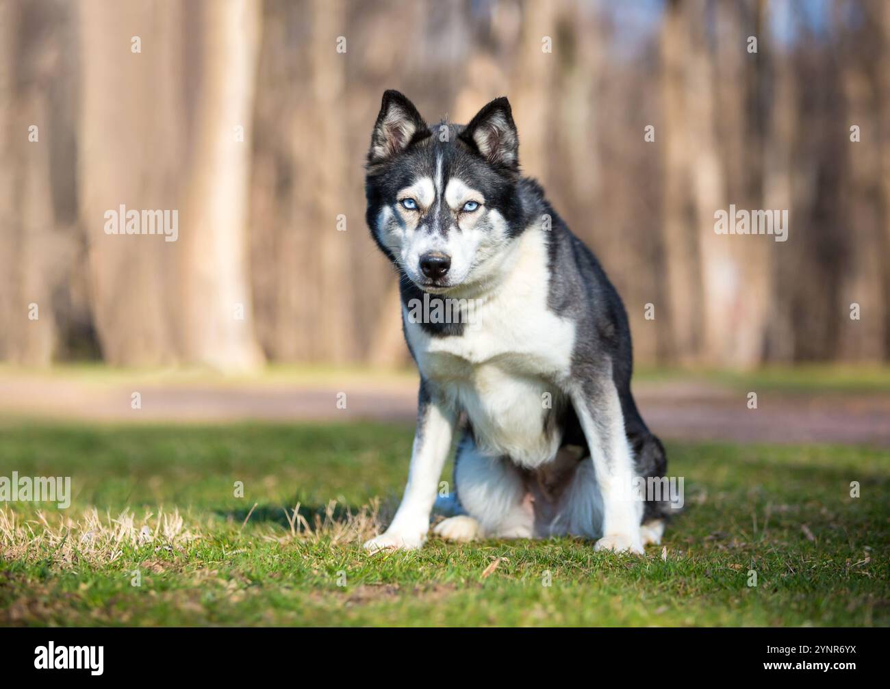 Ein Husky-Hund sitzt und blickt mit einem intensiven Blick in die Kamera Stockfoto