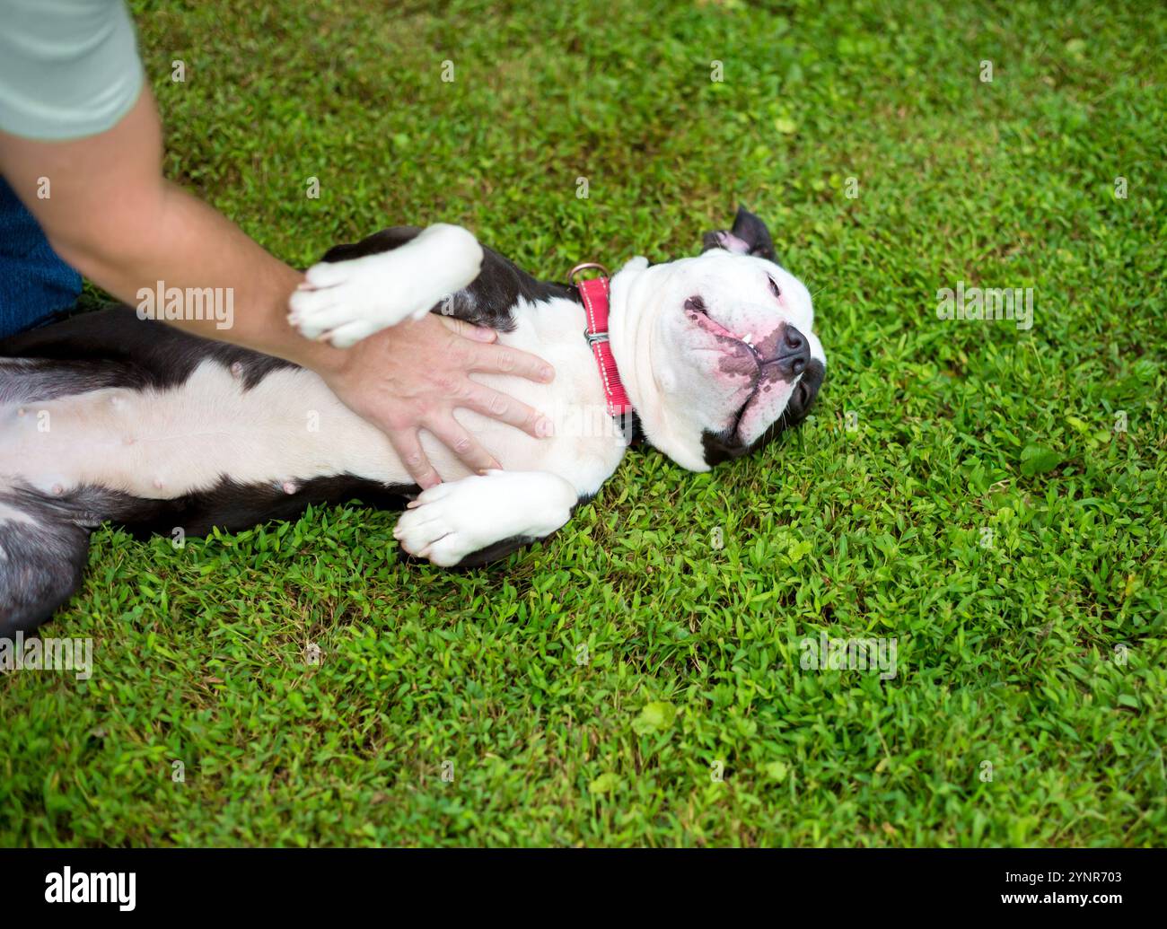 Ein Pit Bull Terrier Mischhund liegt auf seinem Rücken im Gras, während eine Person ihn streichelt und sich den Bauch reibt Stockfoto