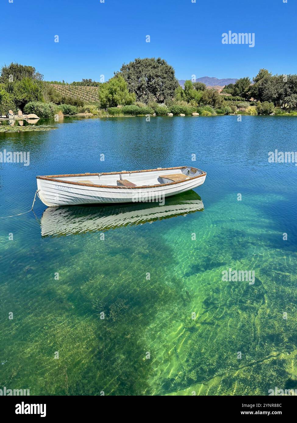 Ruhigen Teich - Smartphone-aufgenommenes Stockfoto
