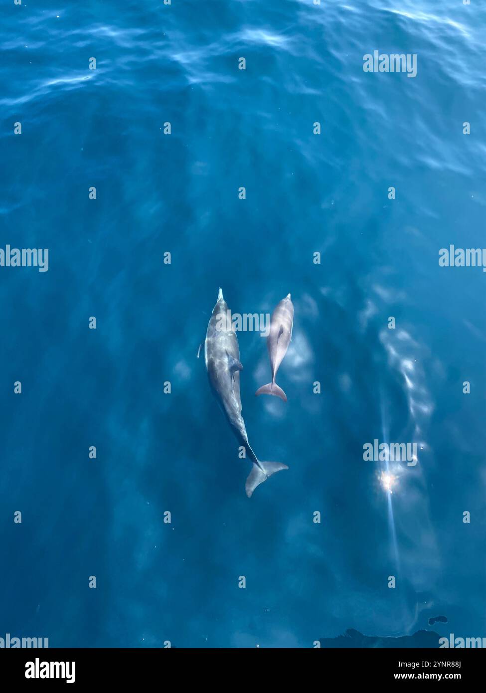 Mutter und Kalb schwimmen im Santa Barbara Channel - Smartphone-aufgenommenes Stockfoto