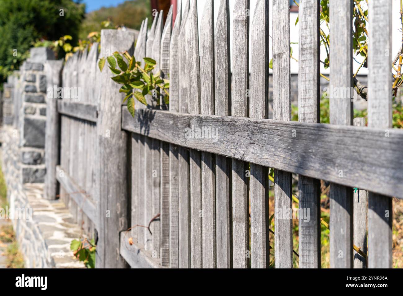 Rustikaler ländlicher grauer Holzzaun mit Kletterpflanzen Stockfoto
