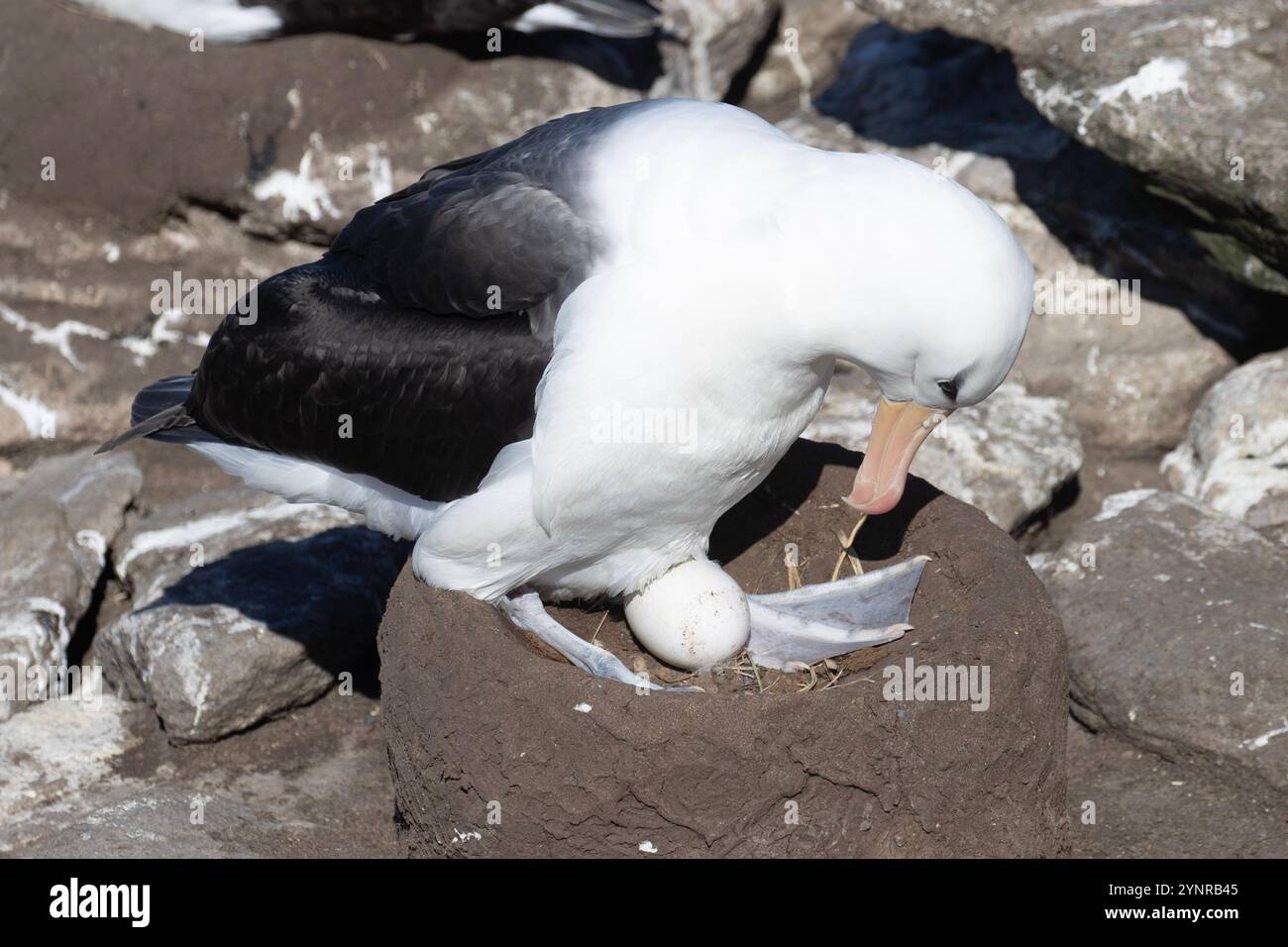 Ein Schwarzbrauenalbatross, Thalassarche melanophris, sitzt auf einem Nest mit einem einzelnen Ei auf der New Island auf den Falklandinseln. Stockfoto