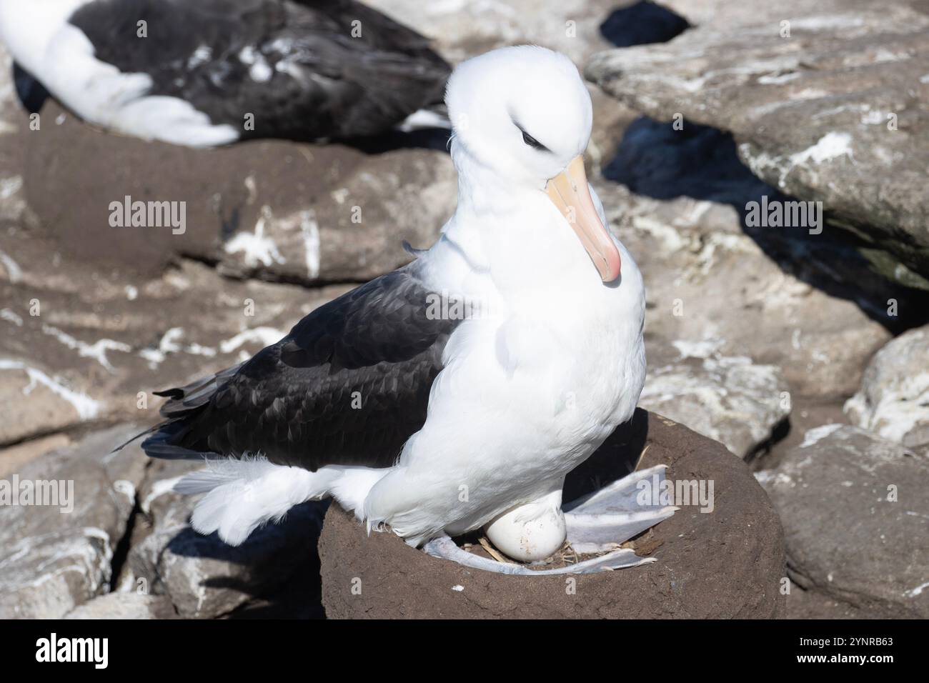 Ein Schwarzbrauenalbatross, Thalassarche melanophris, sitzt auf einem Nest mit einem einzelnen Ei auf der New Island auf den Falklandinseln. Stockfoto