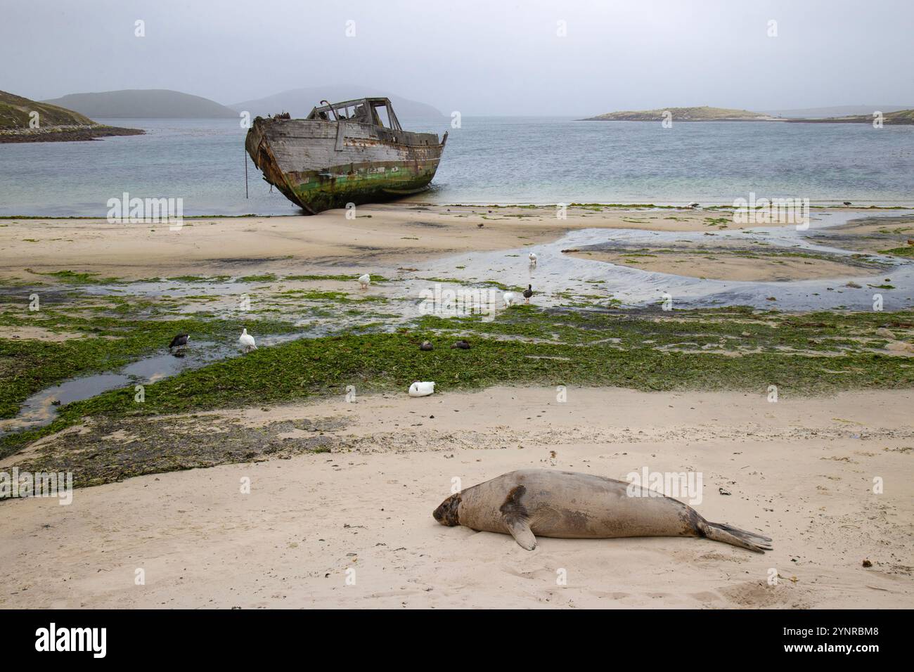 Eine weibliche Südseelefant, Mirounga leonina, liegt an einem Strand auf New Island auf den Falklandinseln, mit einem Schiffbruch dahinter. Stockfoto