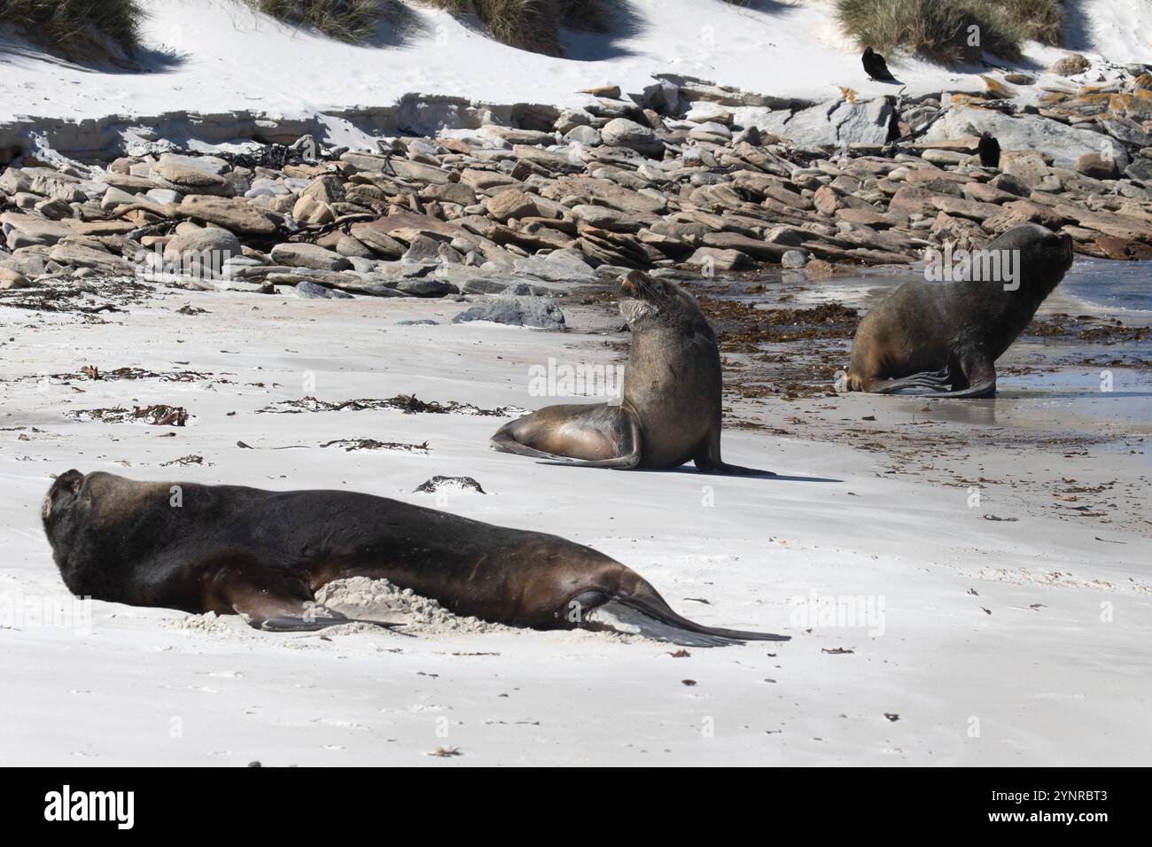 Drei südliche Bullen, Otaria flavescens, auf der Neuinsel der Falklandinseln. Stockfoto