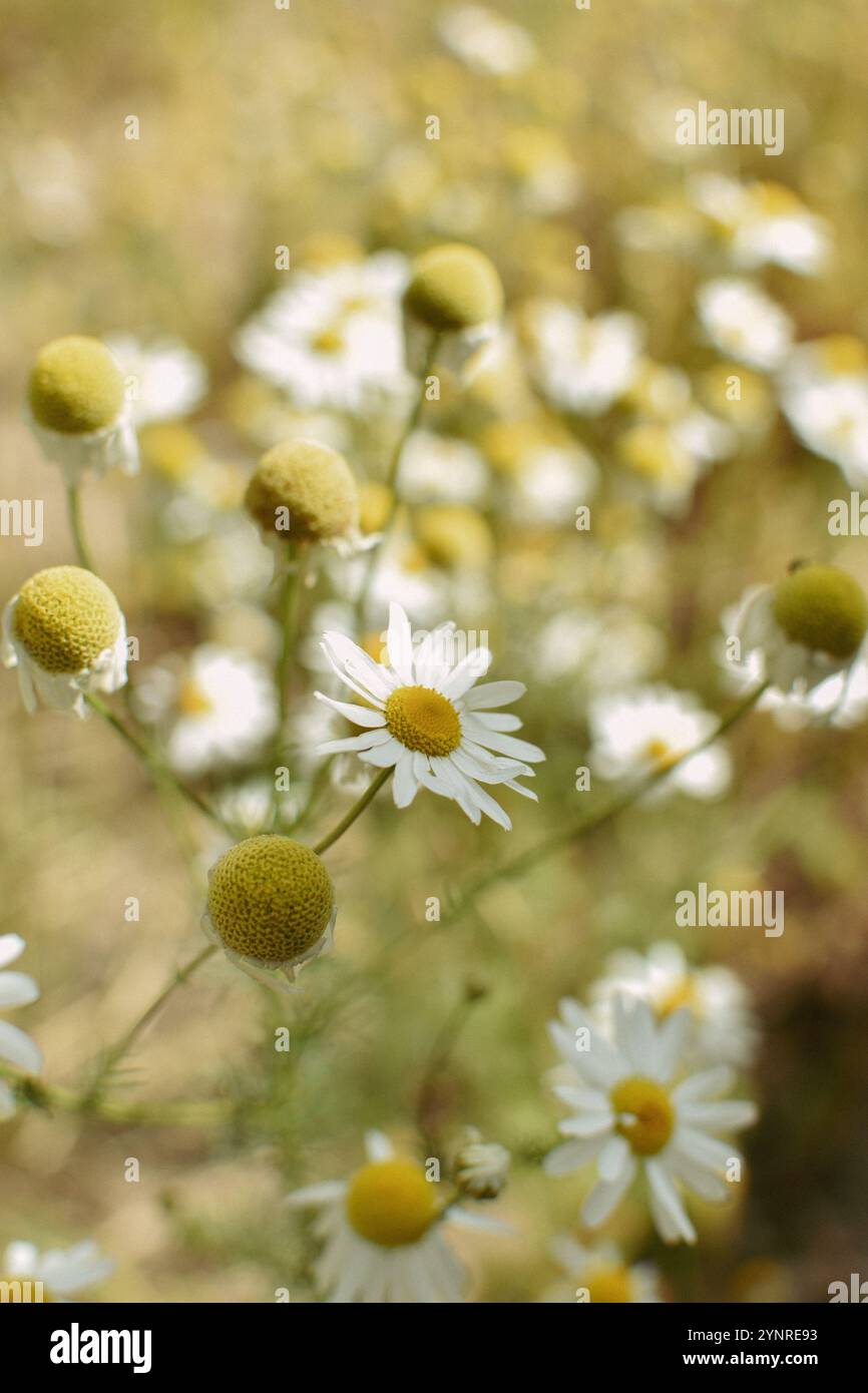 Kamillenblume auf dem Land Stockfoto