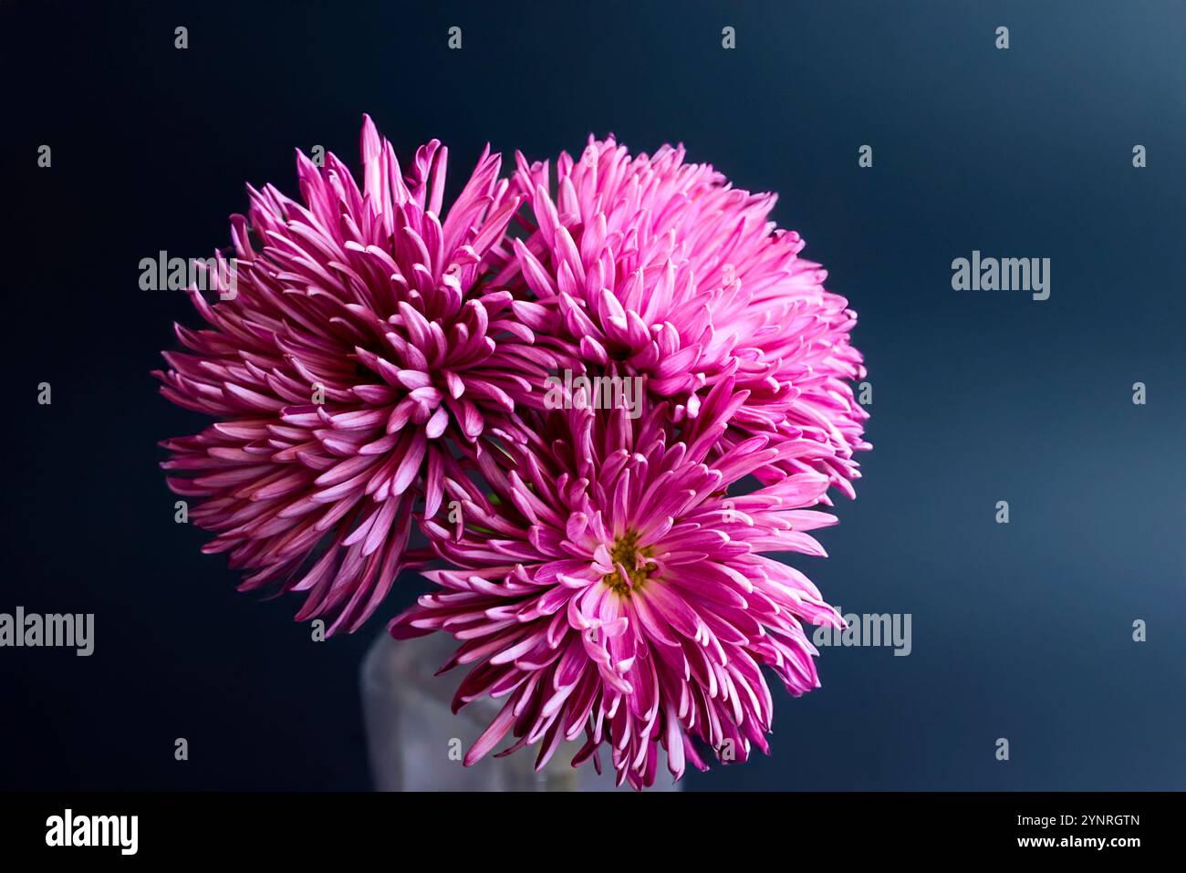 Blumenstrauß rosa Chrysantheme auf schwarzer Hintergrundstruktur von Aquarellpapier in quadratischer Glasvase Stockfoto