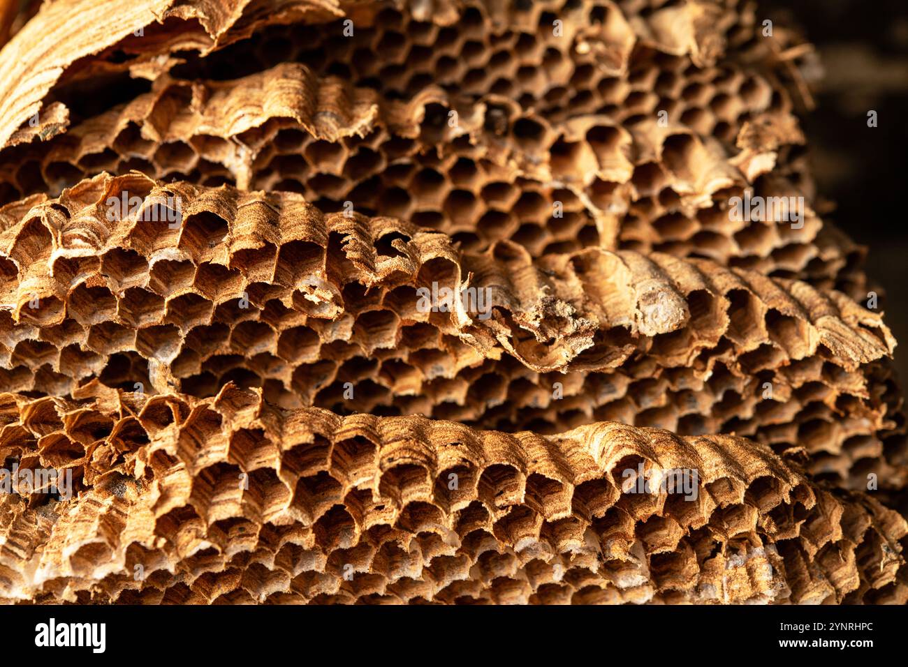 Erkunden Sie das komplizierte Design eines Hornissennest mit einzigartigen sechseckigen Zellen. Perfekt für Naturliebhaber, Entomologen und Bildungsfreunde Stockfoto