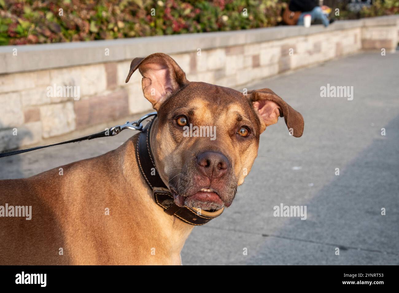 Dog Cocoa im JJ Plaus Park in Port Credit, Mississauga, Toronto, Ontario, Kanada Stockfoto