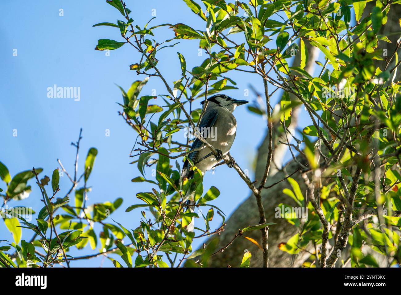 Blue jay Vogel, der auf einem Ast in einem Baum ruht. Stockfoto