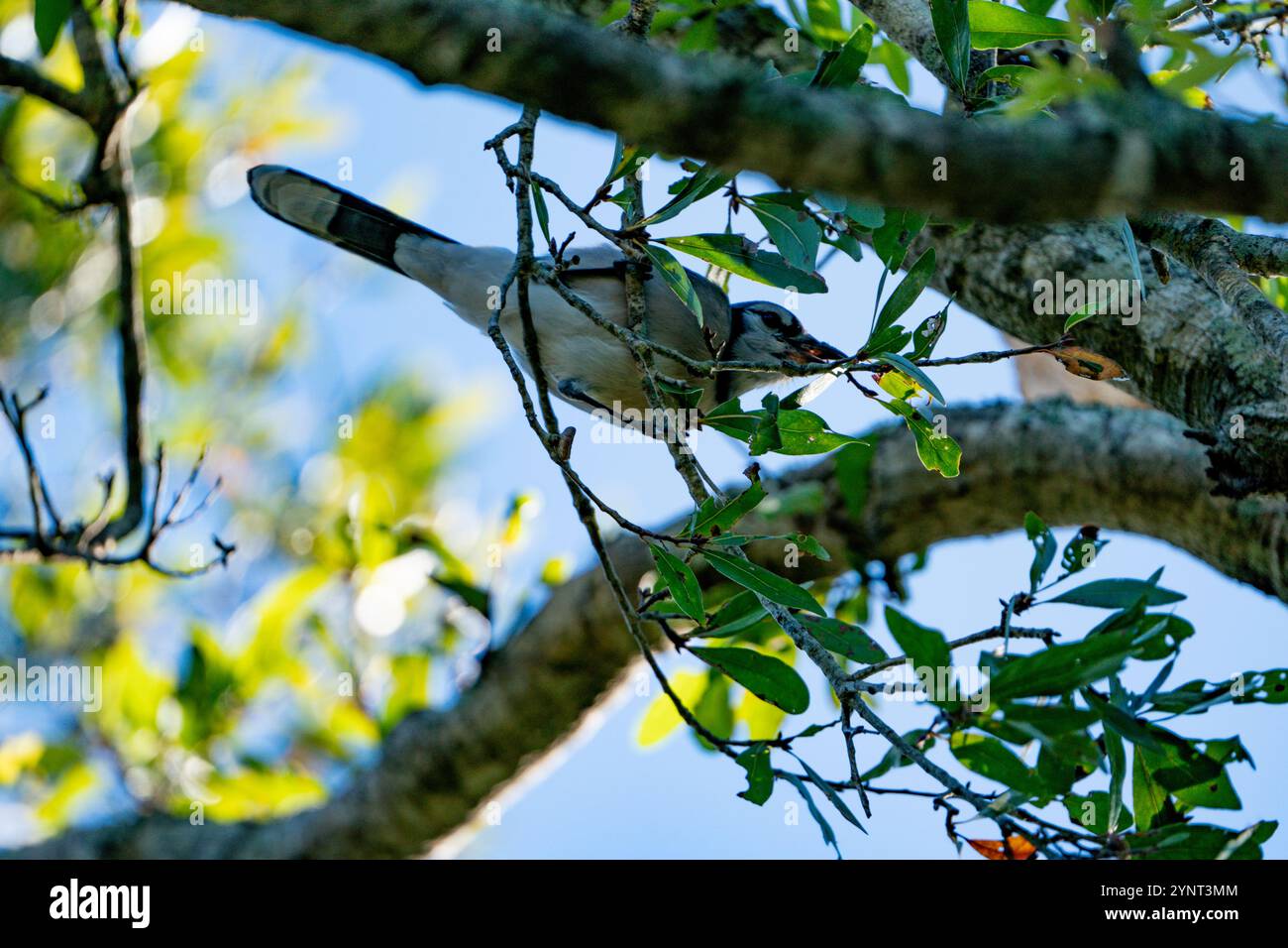 Blue Jay Vogel schnappt sich Nahrung von einem Zweig eines Baumes. Stockfoto