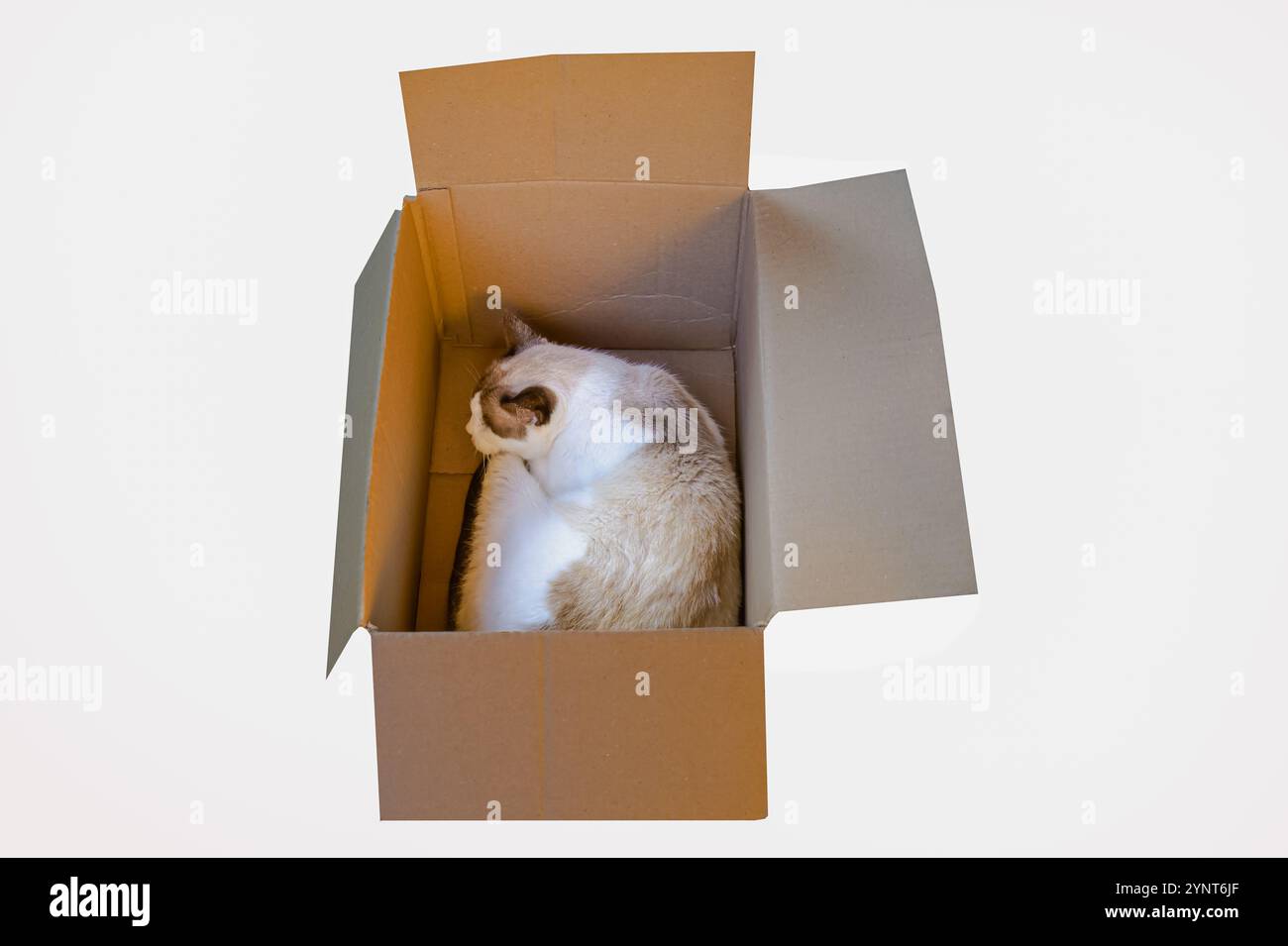 Eine gemütliche Katze, die friedlich in einer kuscheligen Pappschachtel schläft, perfekt in ihrem provisorischen Bett. Stockfoto