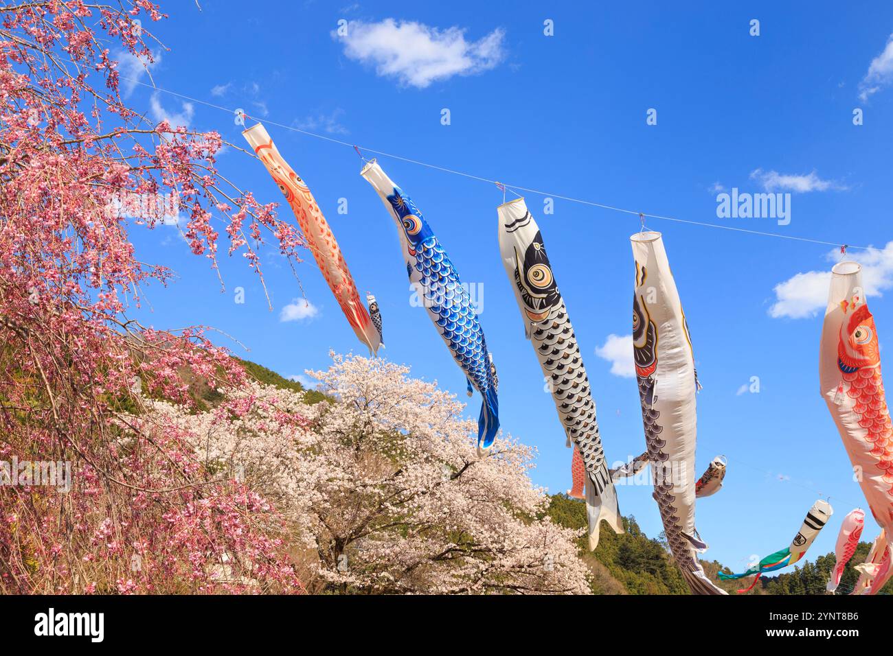 Kirschblüten in voller Blüte und Karpfen-Streamer Stockfoto