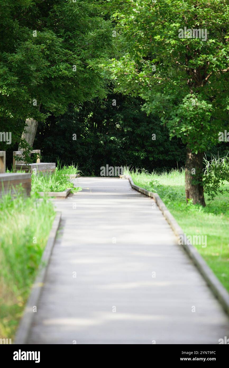 Grün und Fußweg Stockfoto