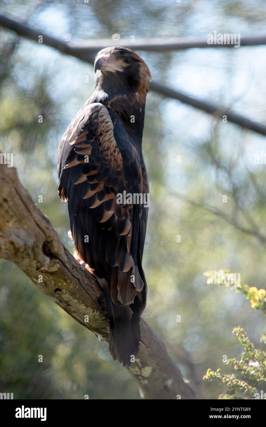 Der schwarze Bussard ist recht groß mit breiten, abgerundeten Flügeln und einem kurzen Hals und Schwanz Stockfoto