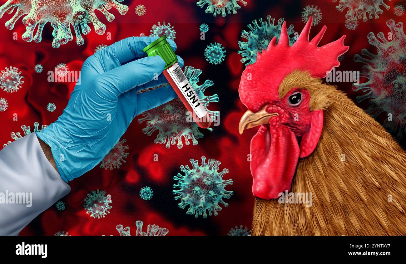 H5N1-Vogelgrippe und hochpathogene Aviäre Influenza oder neue Infektionsfälle Krise und Farm-Virus als virales Geflügel infiziertes Huhn oder Vieh heilen Stockfoto