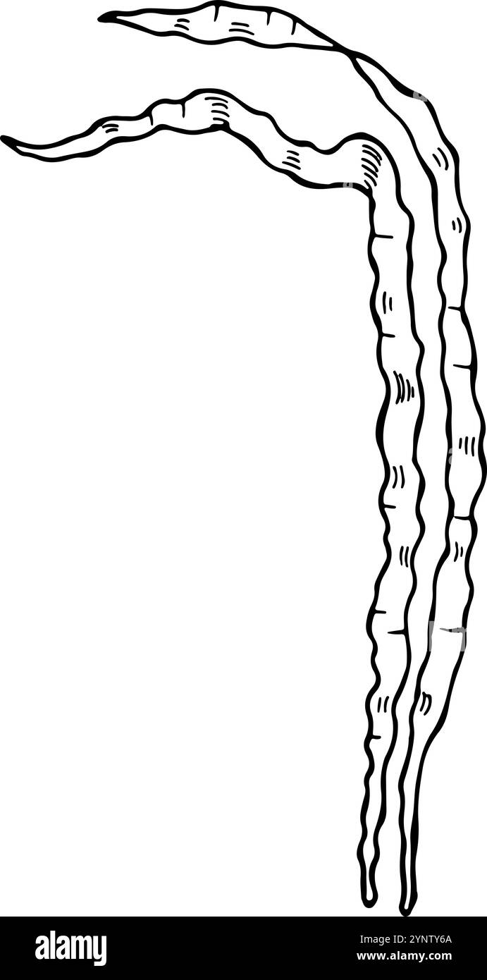 Algenzeichnung. Ozeanbotanik-Skizze. Aquarienpflanze Stock Vektor