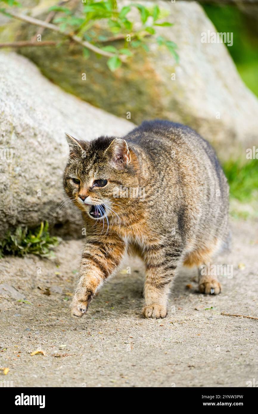 Tabby Hauskatze in der Natur. Stockfoto