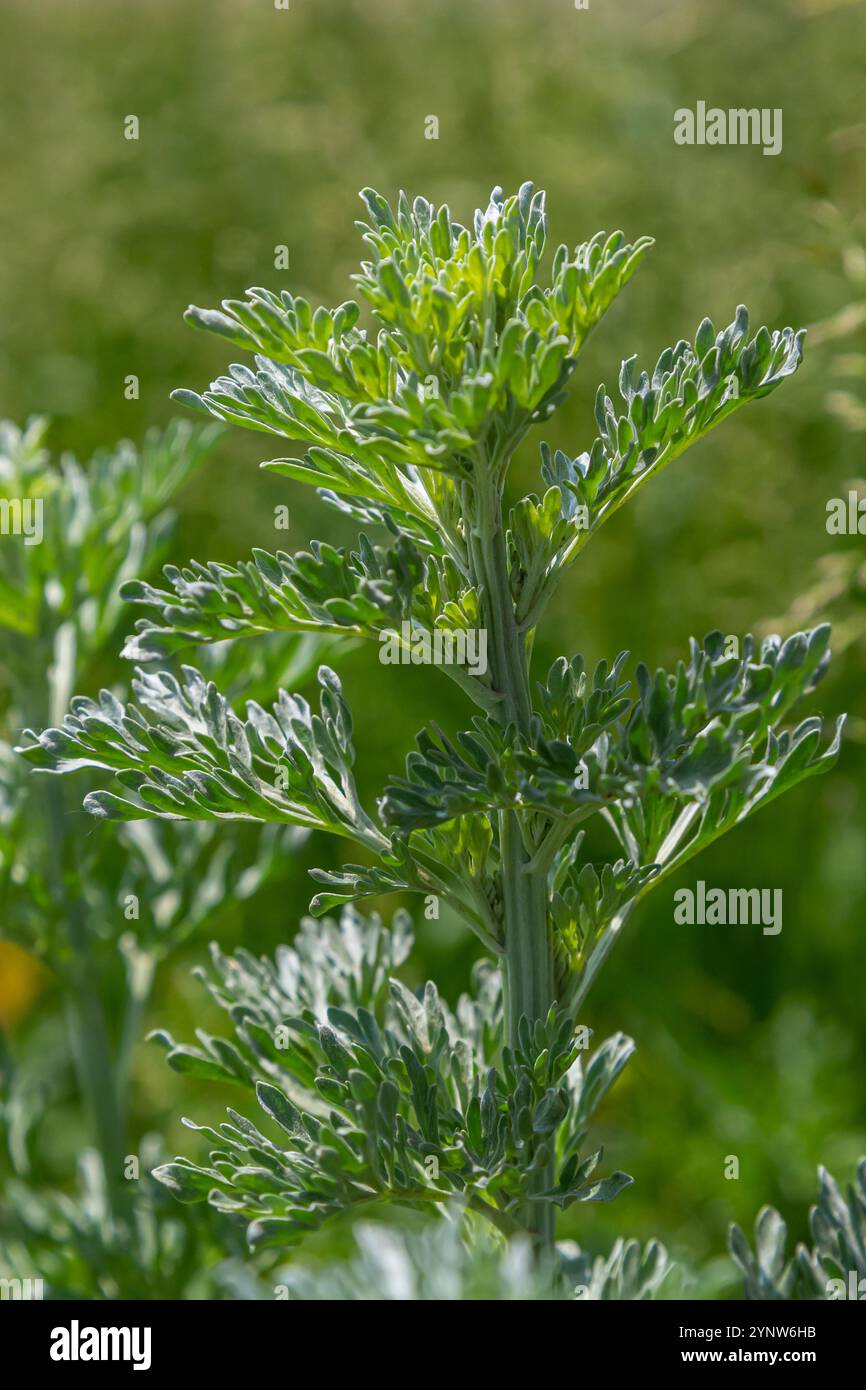 Silbergrüner Wermut hinterlässt Hintergrund. Artemisia absinthium, Absinth-Wermut-Pflanze im Kräuterküchengarten, Nahaufnahme, Makro. Stockfoto