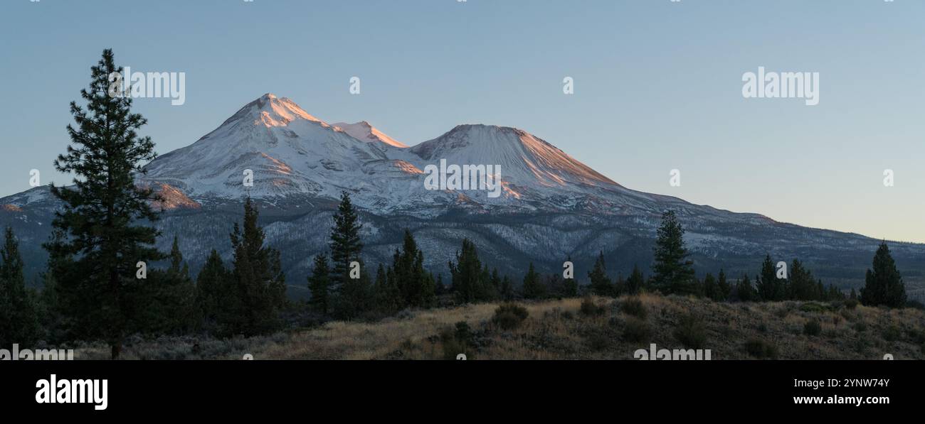 Panoramablick auf die schneebedeckten Gipfel des Mount Shasta und Shastina, die bei Sonnenuntergang leuchten, gesehen hinter einem Kiefernwald im Norden Kaliforniens Stockfoto