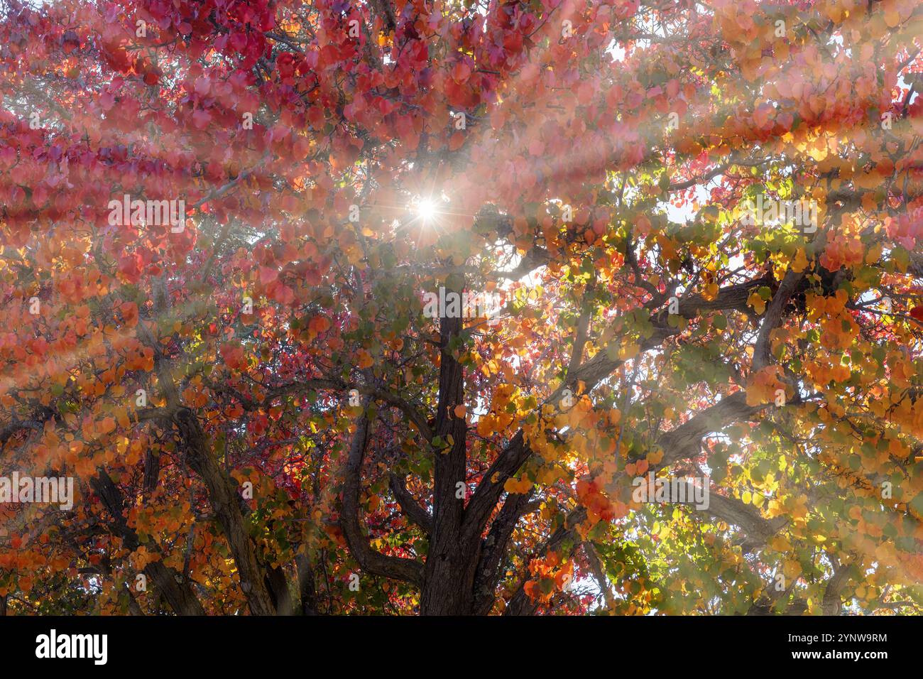 Sonnenstrahlen durch Farben der Herbstblätter Stockfoto