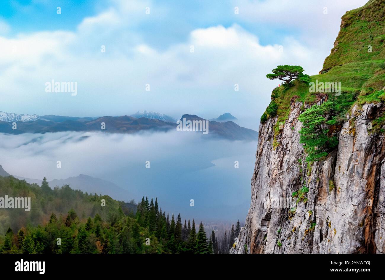 Alpenszene in der Schweiz - Baumzucht am Berg. Stockfoto