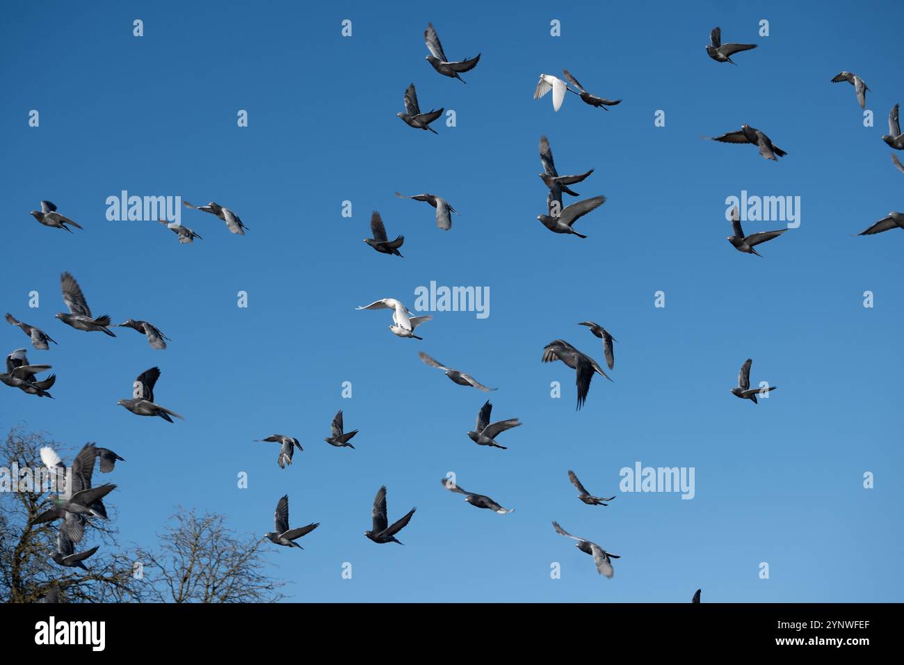 Wilde Tauben fliegen, Stratford-upon-Avon, Großbritannien Stockfoto