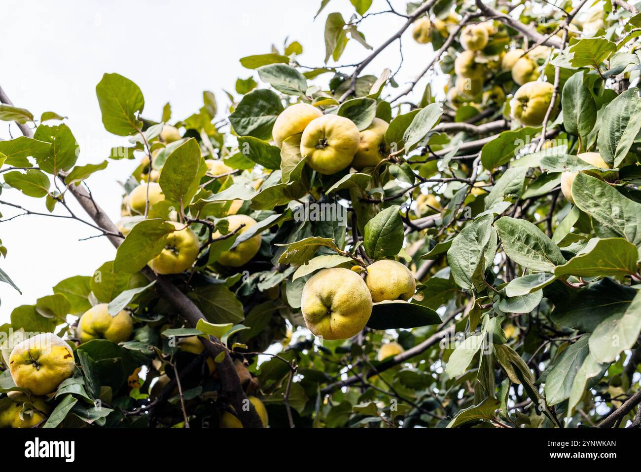 Viele reife Quittenfrüchte auf Ästen im Dorfgarten am Herbsttag Stockfoto