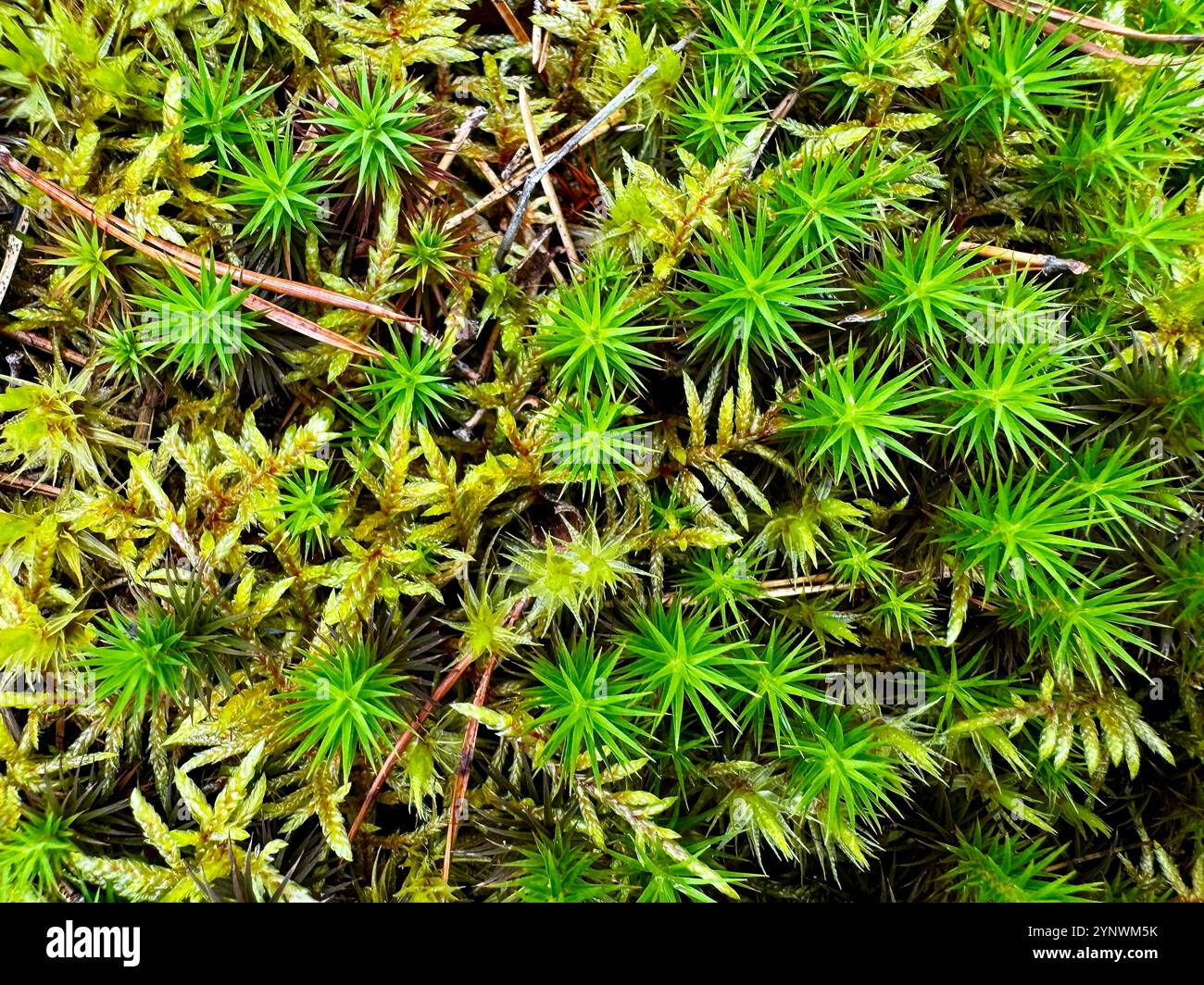 Ein Blick von oben auf ein pulsierendes Bett aus Polytrichum-Moos mit seinen charakteristischen, stacheligen Blättern in herbstlichen Tönen, die das Wesen eines Waldbodens einfangen - Smartphone-aufgenommenes Stockfoto