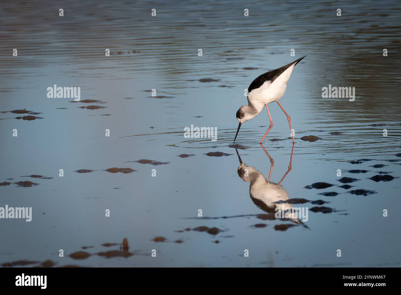 Rattenstelze (Himantopus leucocephalus), Sydney, Australien Stockfoto