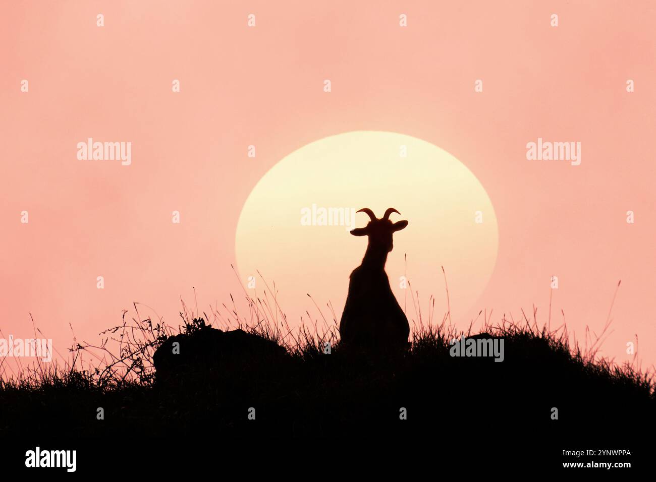 Bergziege auf Bergfelsen bei Sonnenuntergang Stockfoto