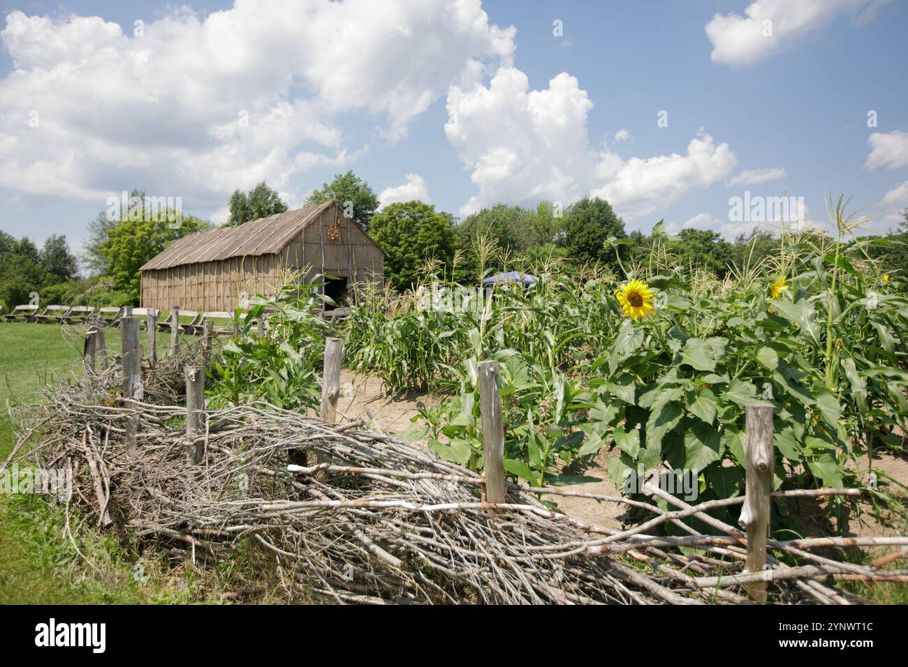 Replik aus dem 17. Jahrhundert Seneca Longhouse an der Ganondgan State Historic Site in Victor, NY. Drei Schwesterngarten davor. Stockfoto