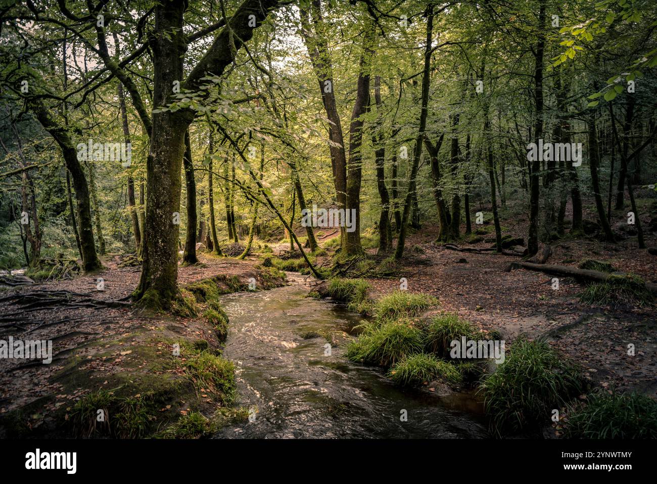 Golitha Falls. Ein kleiner Bach, der durch die alten Wälder des Draynes Wood auf Bodmin Moor in Cornwall in Großbritannien fließt. Stockfoto