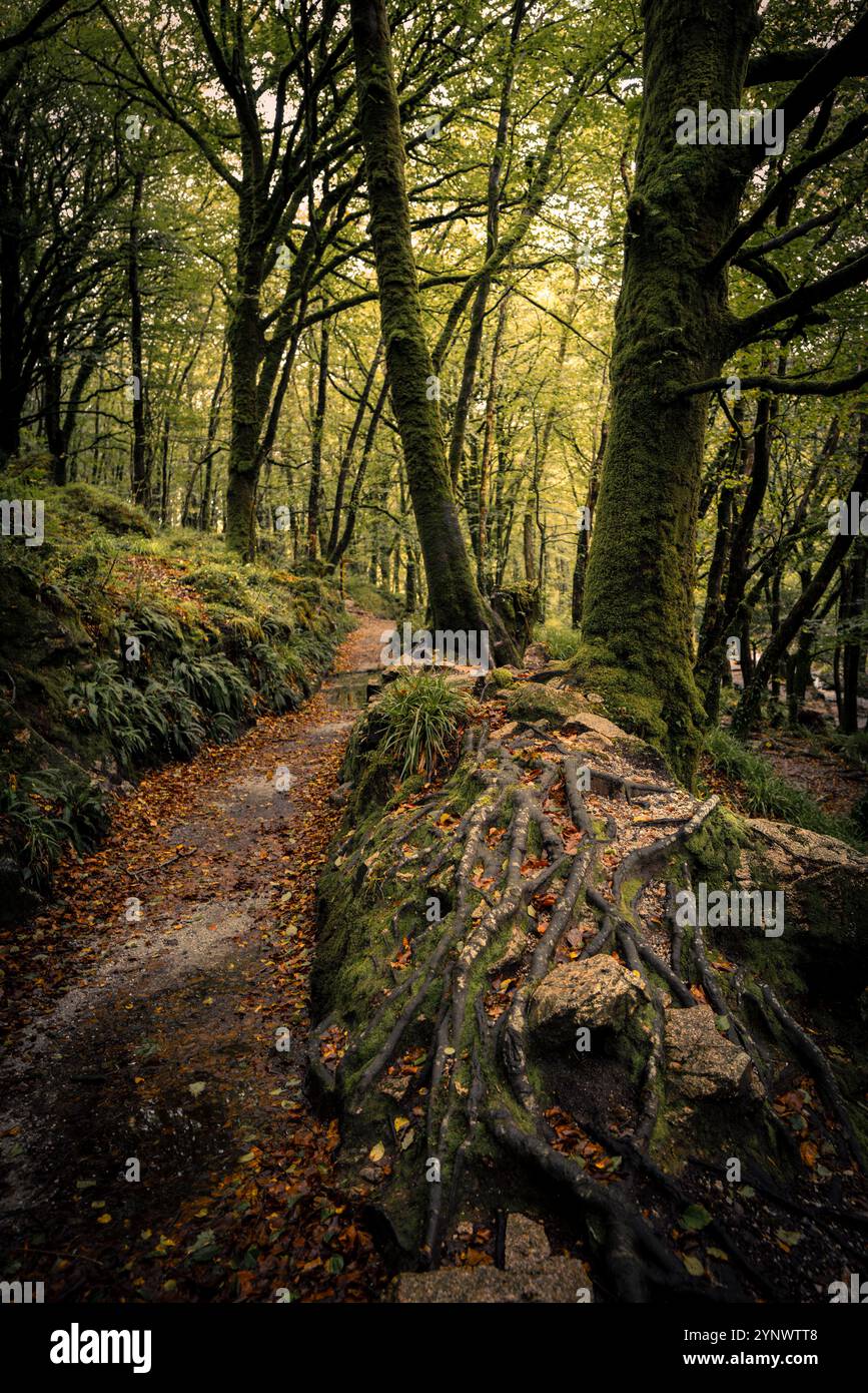Der Leet Path durch den alten Eichenwald des Draynes Wood auf Bodmin Moor in Cornwall in Großbritannien. Stockfoto