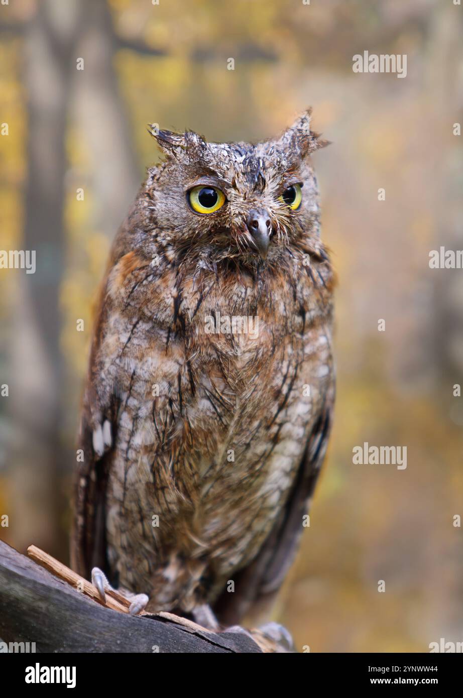 Wunderschöne eurasische (europäische) Skoppeulen, die auf einem Ast im Herbstwald sitzen Stockfoto