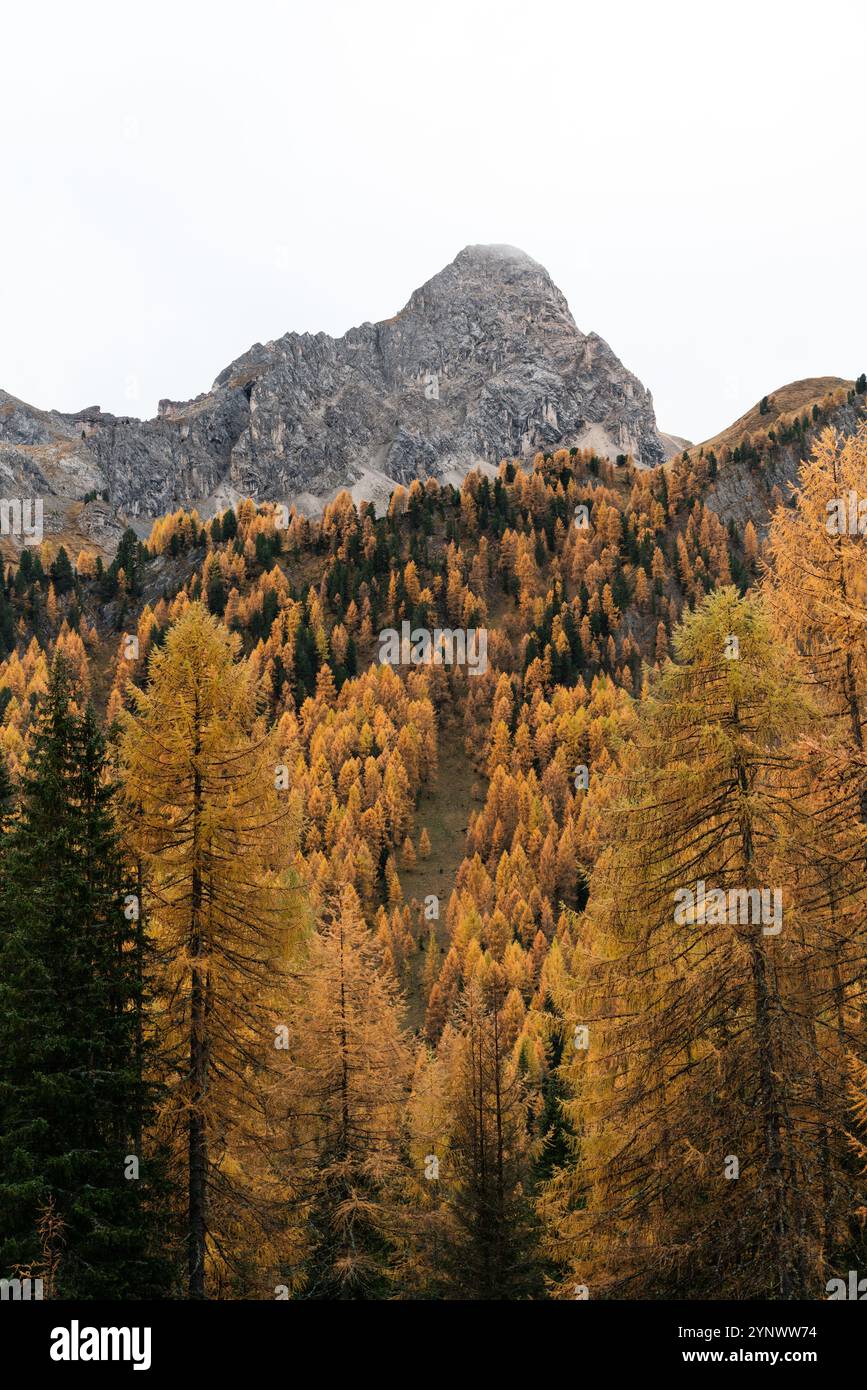 Wunderschöne gelbe Lärchen in Herbstfarben in den Dolomiten Stockfoto