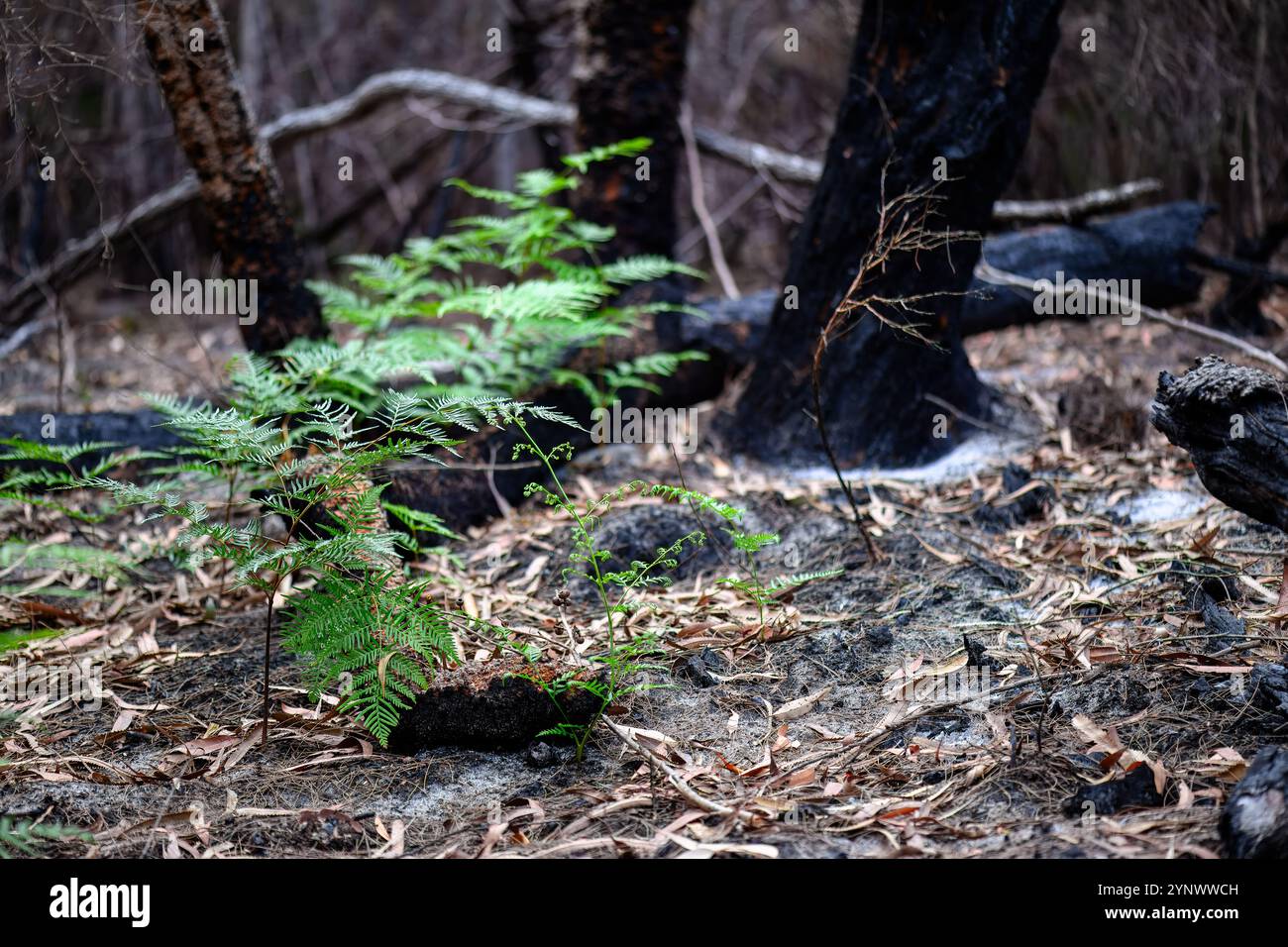 Regeneration des Brackenfarns nach einem Waldbrand, Pteridium esculentum, australisches Pflanzenwaldökosystem, K'gari Fraser Island Stockfoto