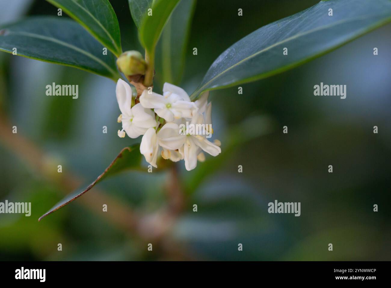 Oleaceae osmanthus heterophyllus -Fotos und -Bildmaterial in hoher  Auflsung  Alamy