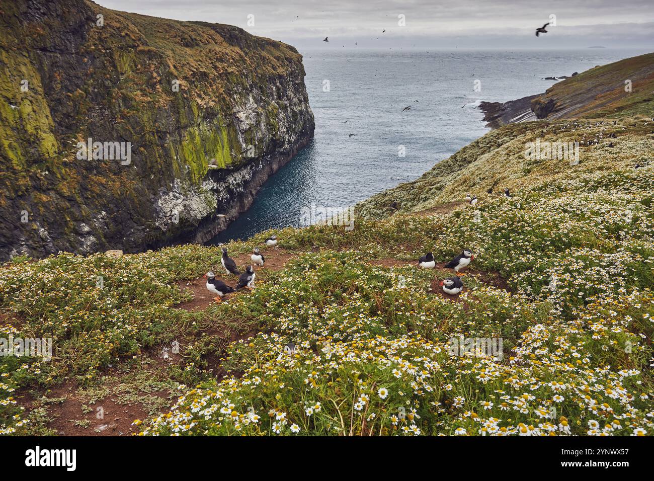 Klippen am Wick, einer Bucht auf Skomer Island, mit Puffins (Fatrercula arctica) im Vordergrund, Pembrokeshire, Wales, Großbritannien. Stockfoto