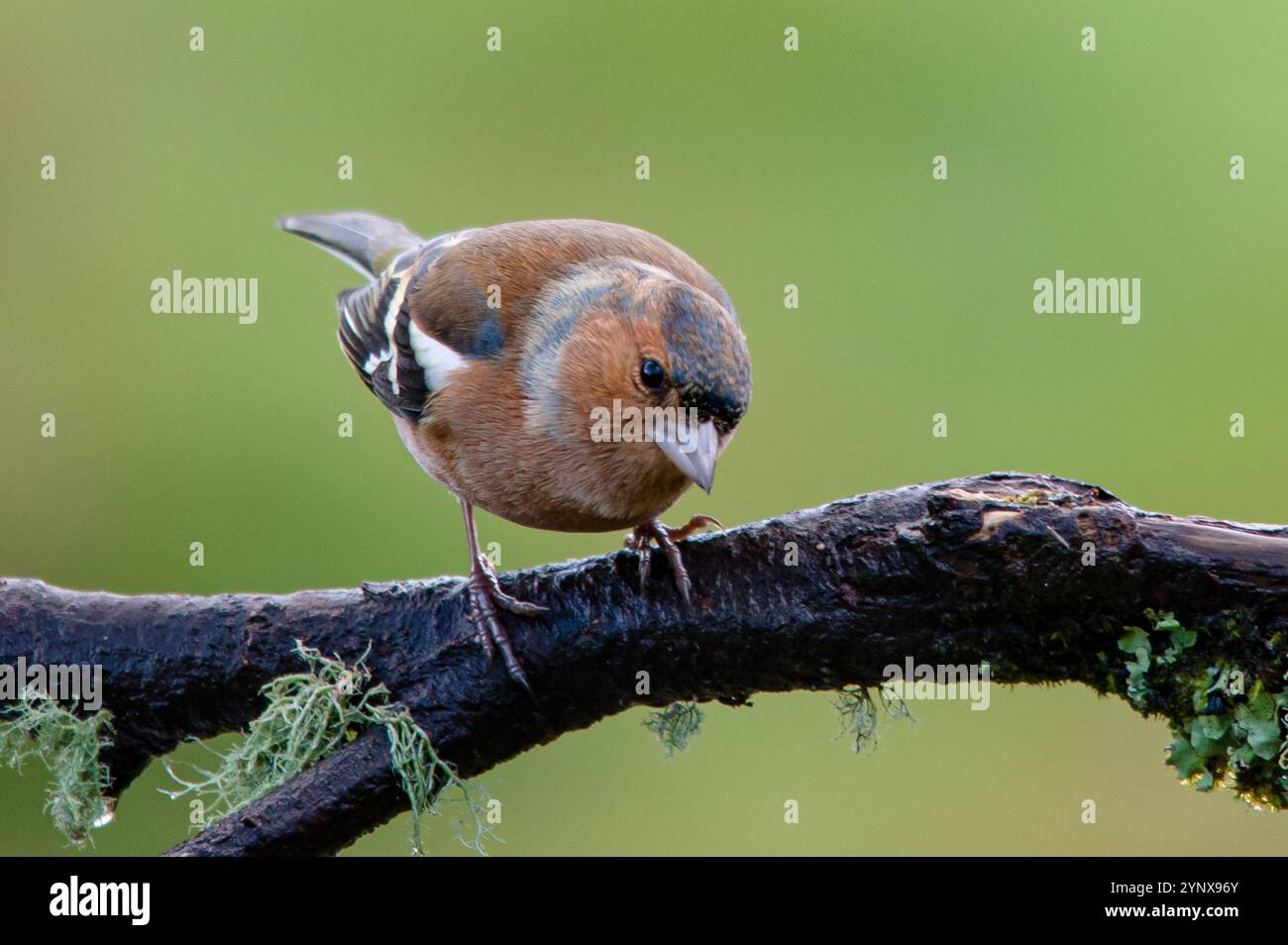 Eurasischer Chaffinch auf einem Zweig Stockfoto