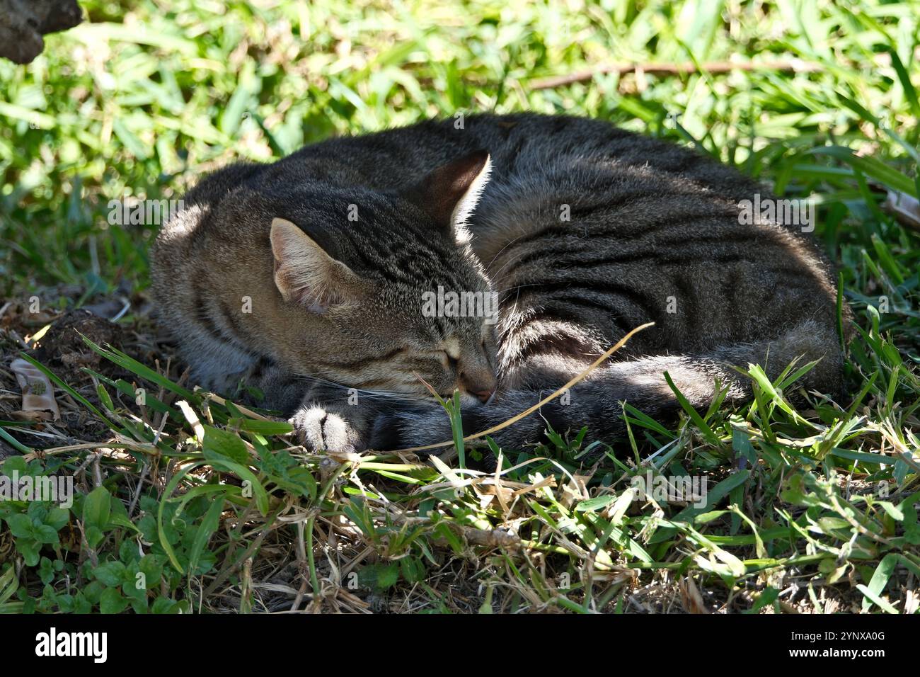 Katze schläft auf dem Gras im Garten, Nahaufnahme des Fotos Stockfoto