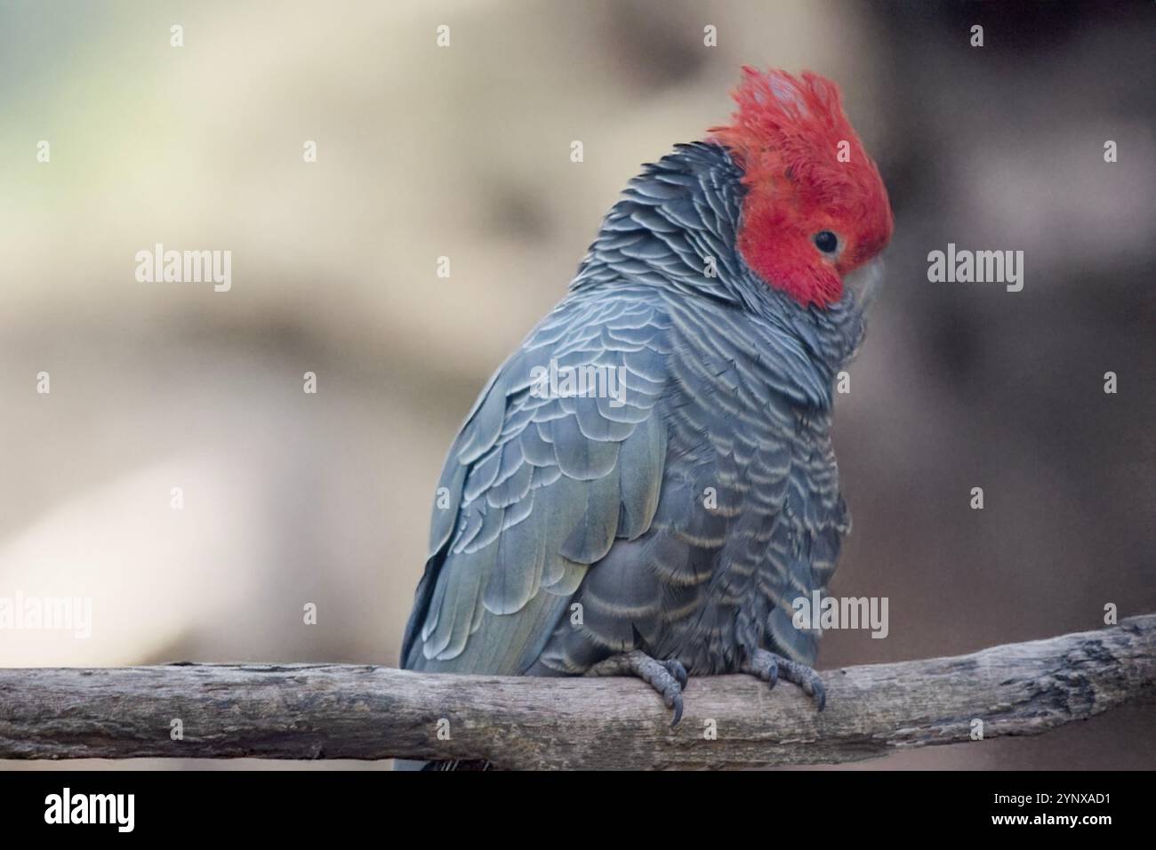 Der Gang-Gang-Cockatoo ist ein kleiner, insgesamt dunkelgrauer Kakatoo mit stumpfem weißen Rand an den Flügeln und dem größten Teil des Körpers, mit einem kurzen, quadratischen Schwanz. Die Stockfoto