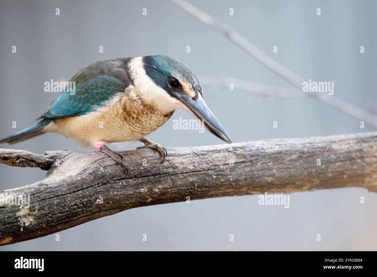 Der verängstigte eisvogel hat einen türkisblauen Rücken, einen türkisblauen Rumpf und Schwanz, weißes Unterteil und einen breiten cremefarbenen Kragen. Stockfoto