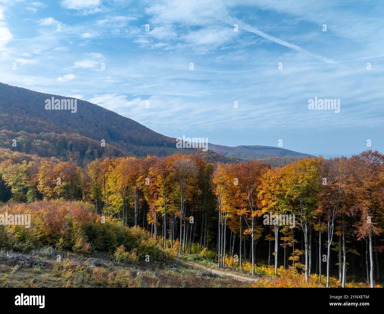 Waldlandschaft im Herbst mit Bäumen in leuchtenden Grün-, Gelb- und Orangentönen. Die Blätter erzeugen eine warme, farbenfrohe Decke wie Sonnenlicht Stockfoto