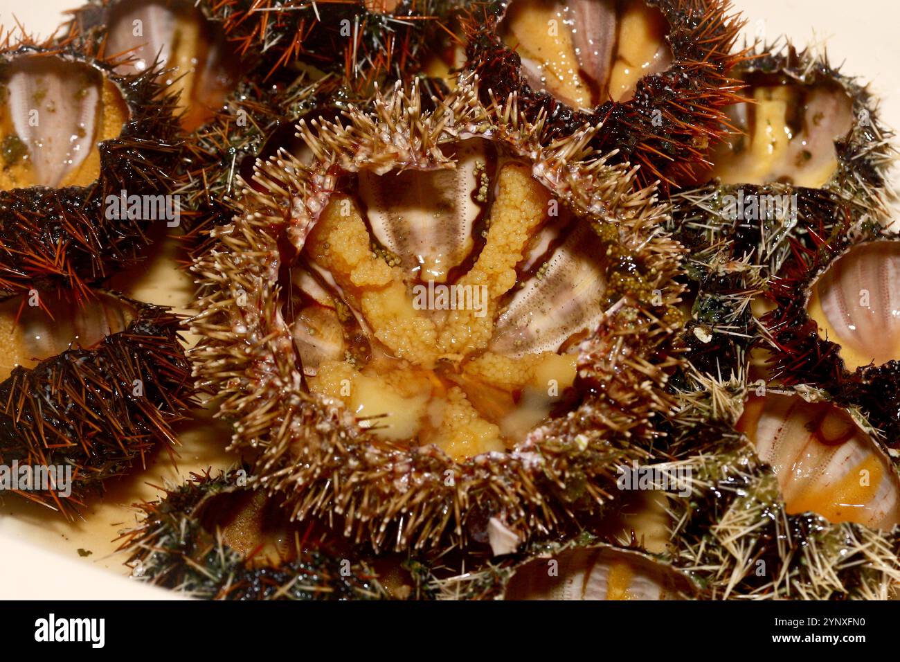 Frische und lebende Seeigel Stockfoto