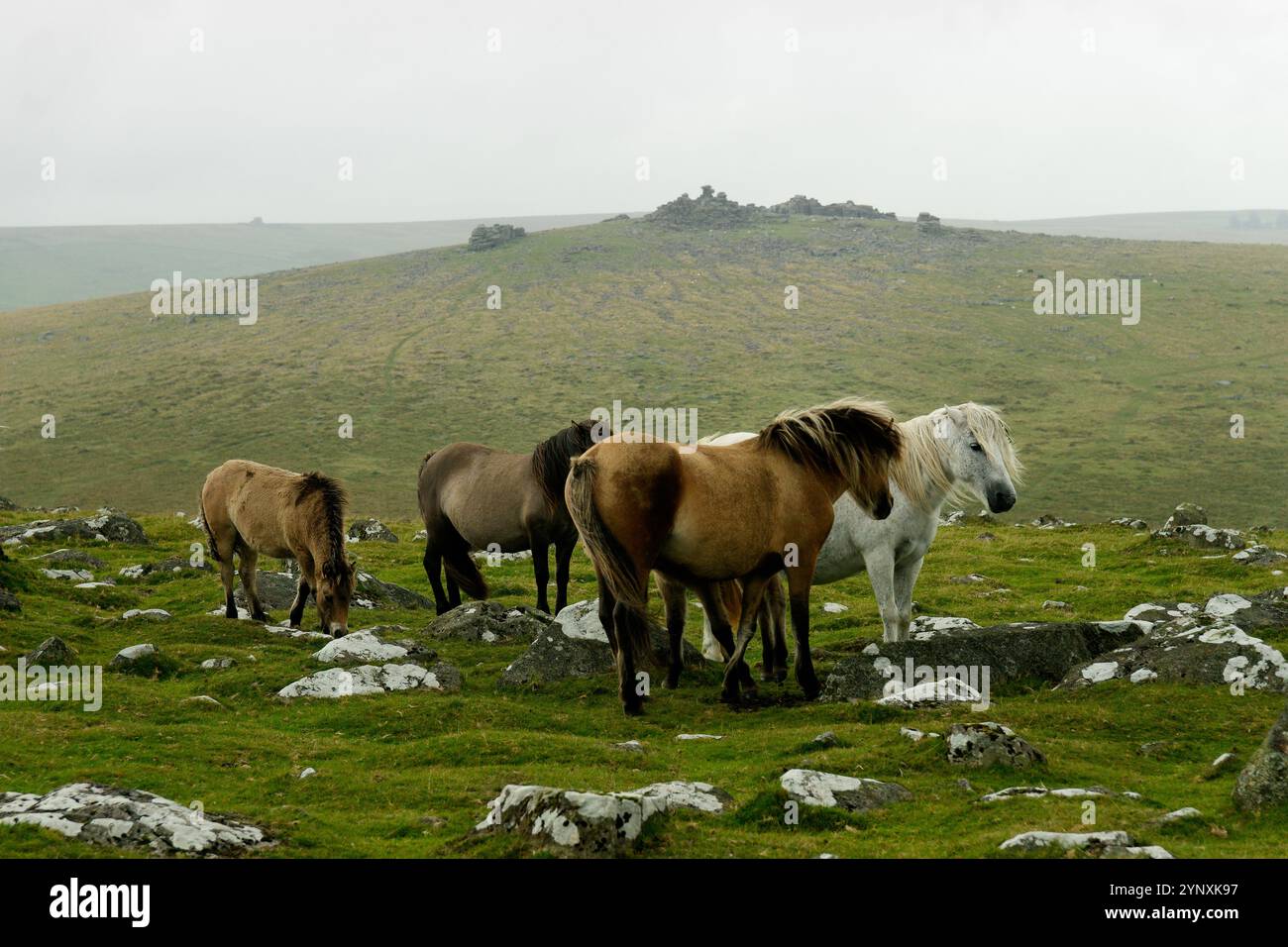 Wild Dartmoor poniert Pferde auf Moorland bei Cox Tor, West Dartmoor. Devon, England. Ein großartiges Staple Tor hinter sich. Nebel und Regen Stockfoto