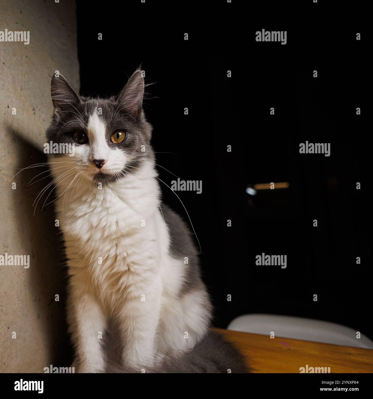 Ein ruhiges Porträt einer grau-weißen Katze, die auf einer Holzoberfläche an einer Betonwand liegt und ihren flauschigen Schwanz und ihre entspannte Haltung zeigt. Stockfoto