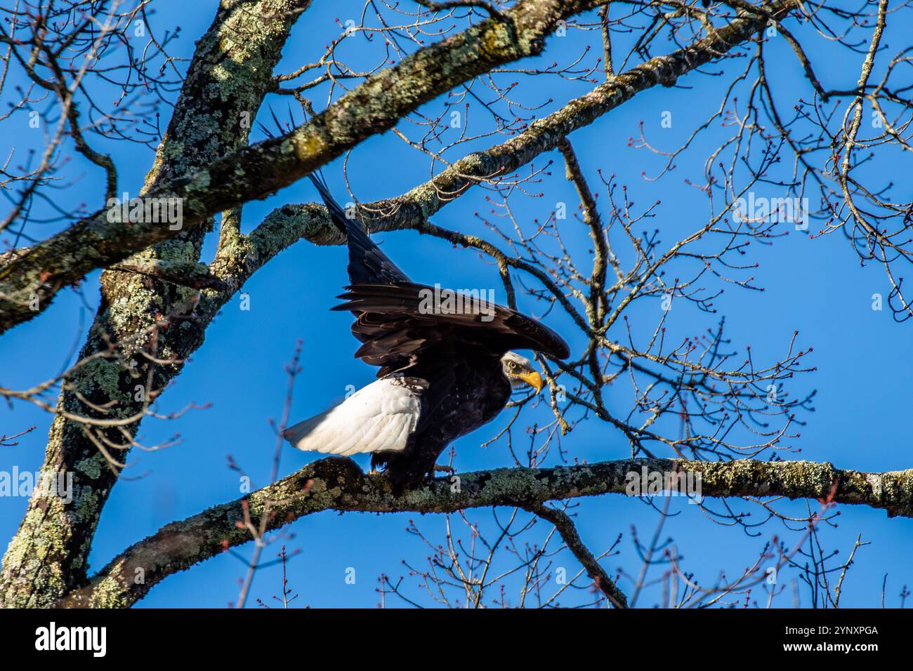 Adulter Weißkopfseeadler (Haliaeetus leucocephalus) bei einem Baum mit blauem Himmel, horizontal Stockfoto
