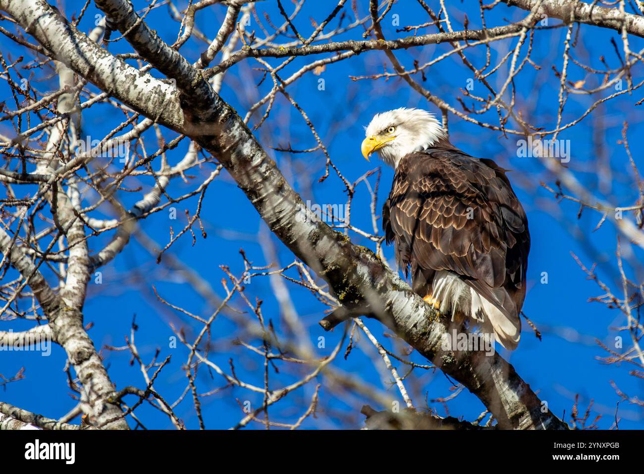 Adulter Weißkopfseeadler (Haliaeetus leucocephalus) bei einem Baum mit blauem Himmel, horizontal Stockfoto